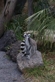 Lemur small funny animal mammal Africa Madagascar