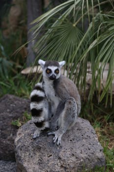 Lemur small funny animal mammal Africa Madagascar