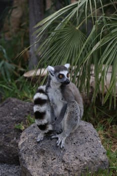 Lemur small funny animal mammal Africa Madagascar