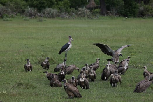 Wild Griffon Vulture Africa savannah Kenya dangerous bird