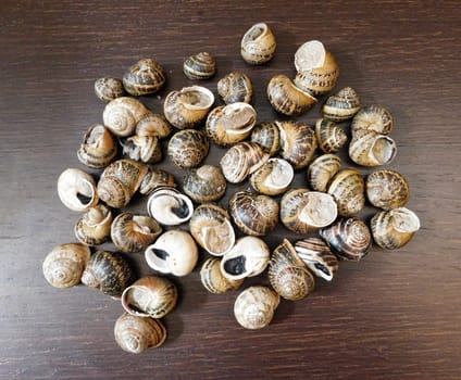 snails