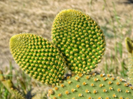 spiny plants