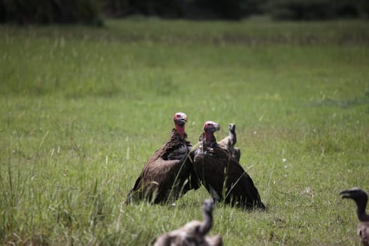 Wild Griffon Vulture Africa savannah Kenya dangerous bird