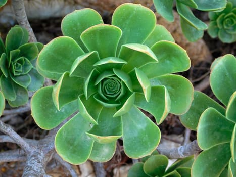 plants
