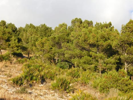 trees