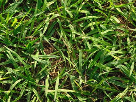 plants
