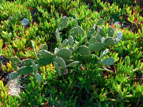 spiny plants