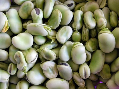broad bean