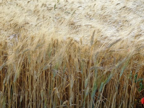 wheat field