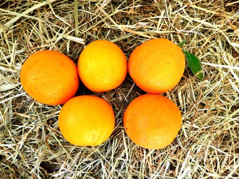 oranges