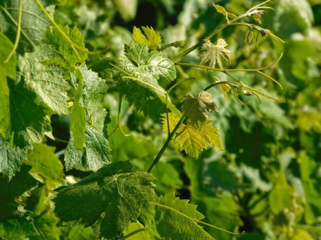 grape vine leaves