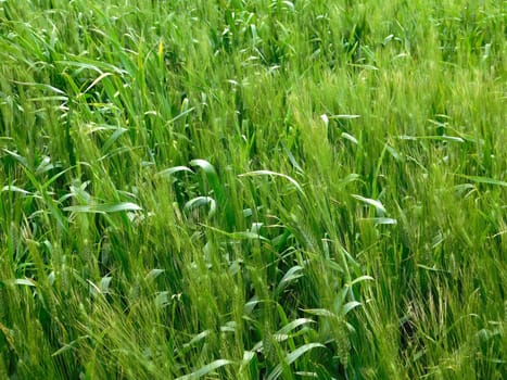 plants