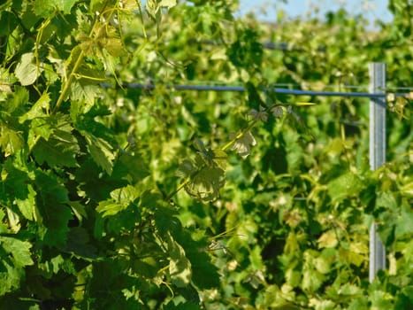 grape vine leaves
