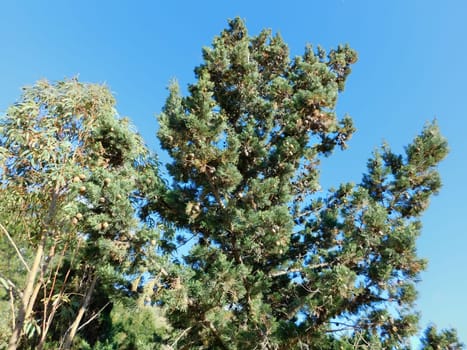 trees