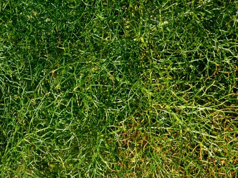 plants