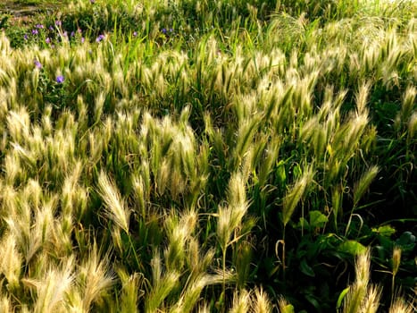 plants