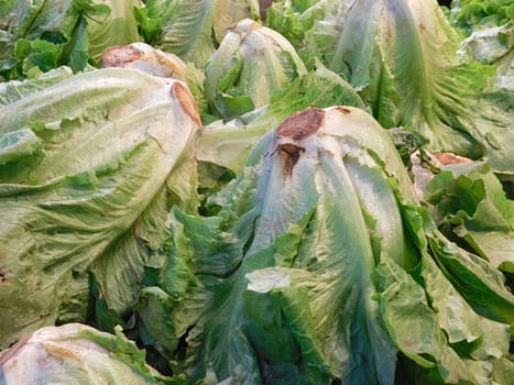 salad