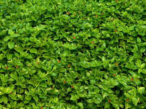 plants
