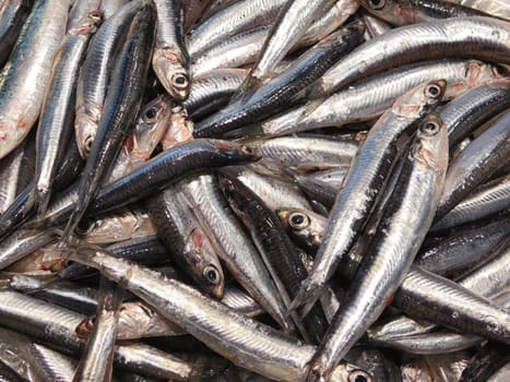 fish