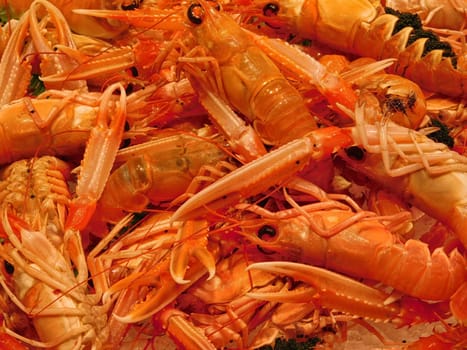 scampi