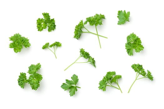 Leaves of parsley isolated on white background. Top view