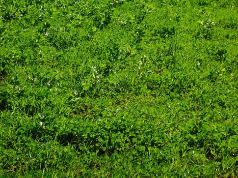 grass lawn