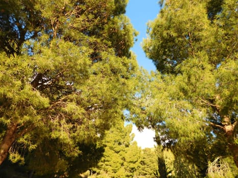 trees