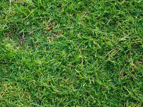 lawn texture