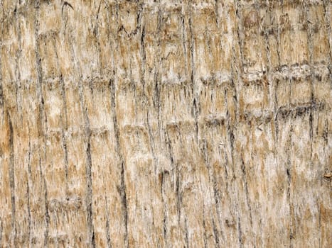 tree trunk texture