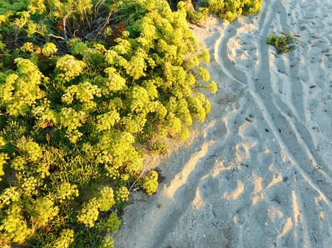 plants