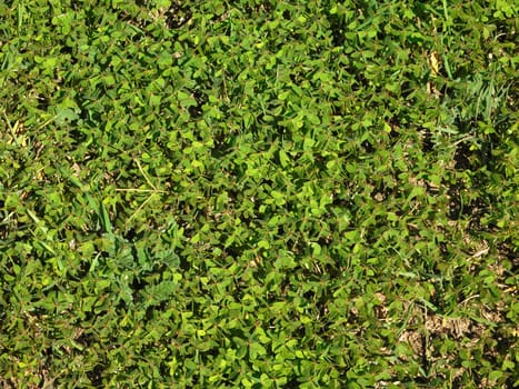 lawn texture