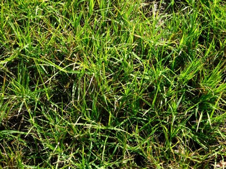 lawn texture
