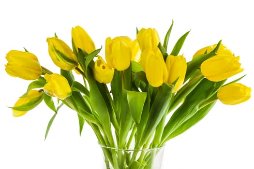 Yellow tulip bouquet on an icy background