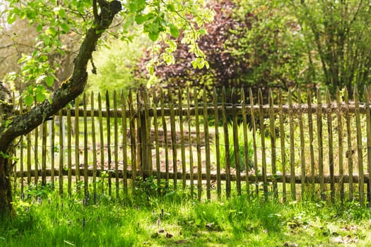 Garden with old fruit trees and wooden fence