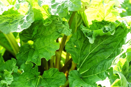 More about large rhubarb bubblers