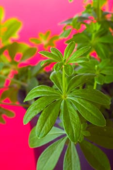 Woodruff on red background