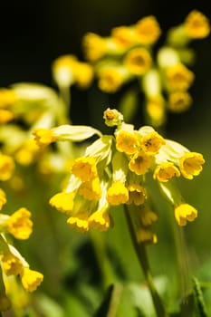 More about Primula veris