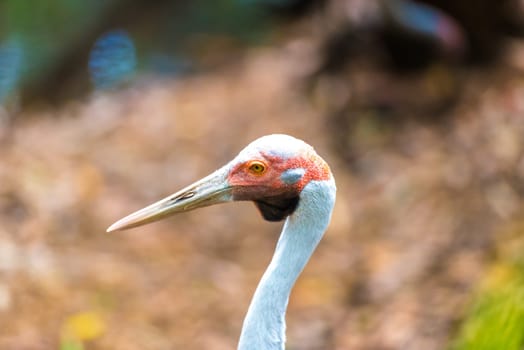 Portrait of a brolga bird, famous for their mating dance. With wings spread and facing each other, the two brolgas jump, dance, pirouette, prance about and perform with a lot of head movement.