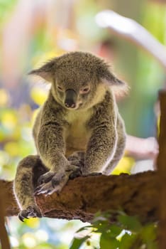 Portrait of koala, an arboreal herbivorous marsupial native to Australia, typically inhabiting open eucalypt woodlands.