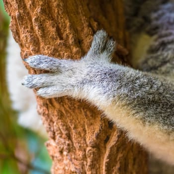 Close-up on koala paw holding to eucalypt tree, an arboreal herbivorous marsupial native to Australia, typically inhabiting open eucalypt woodlands.