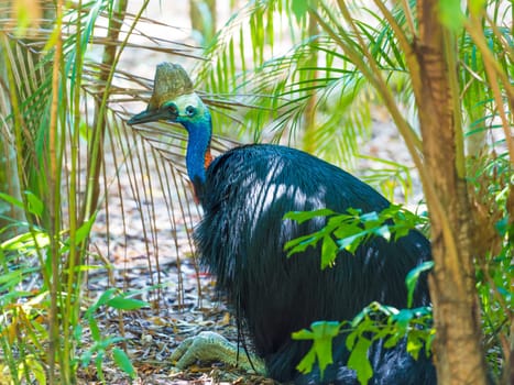 Portrait of Cassowary bird, native to the tropical forests of New Guinea and northeastern Australia.