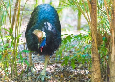 Portrait of Cassowary bird, native to the tropical forests of New Guinea and northeastern Australia.