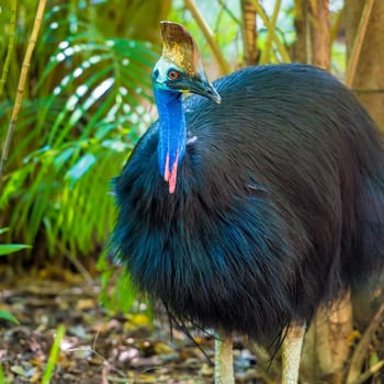 Portrait of Cassowary bird, native to the tropical forests of New Guinea and northeastern Australia.