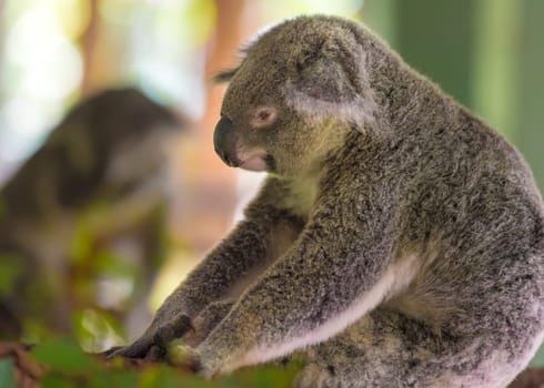 Portrait of koala, an arboreal herbivorous marsupial native to Australia, typically inhabiting open eucalypt woodlands.