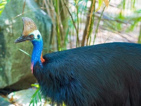 Portrait of Cassowary bird, native to the tropical forests of New Guinea and northeastern Australia.