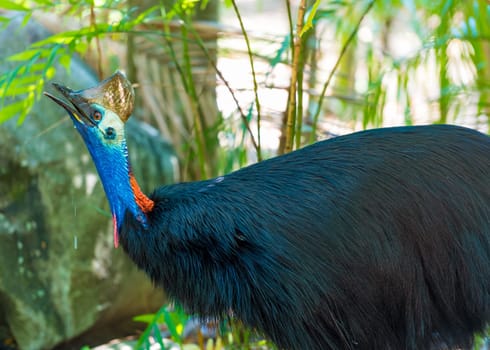 Portrait of Cassowary bird, native to the tropical forests of New Guinea and northeastern Australia.