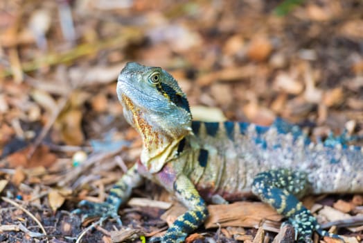 Colorful Australian Eastern Water Dragon with focus on eyes
