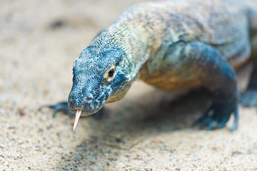 Close-up of a Komodo dragon with focus on eyes