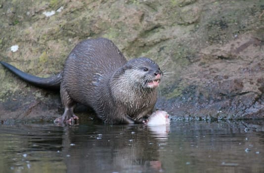 Wet otter eating a fish on edge of river