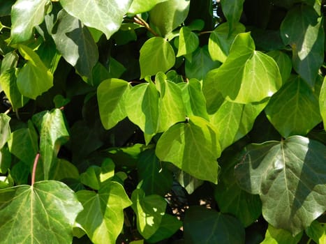 plants